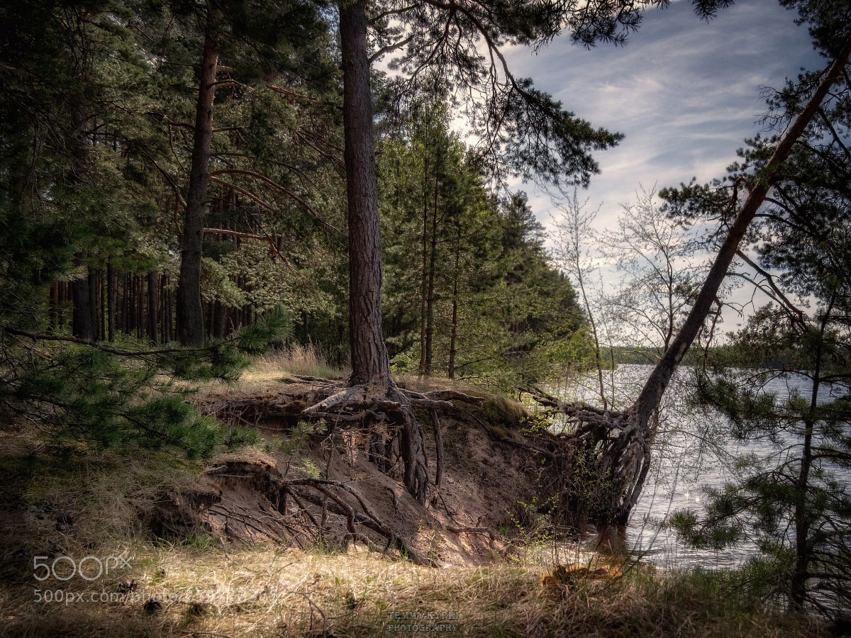 Olympus OM-D E-M1 sample photo. Dark forest photography
