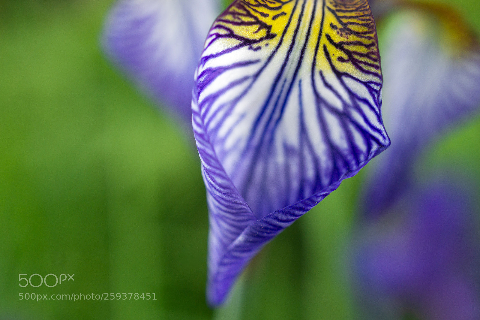 Sony a6000 sample photo. Art in nature photography