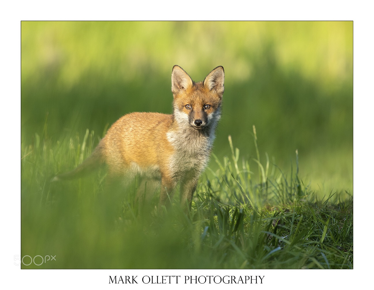 Nikon D5 sample photo. Fox cub.  photography