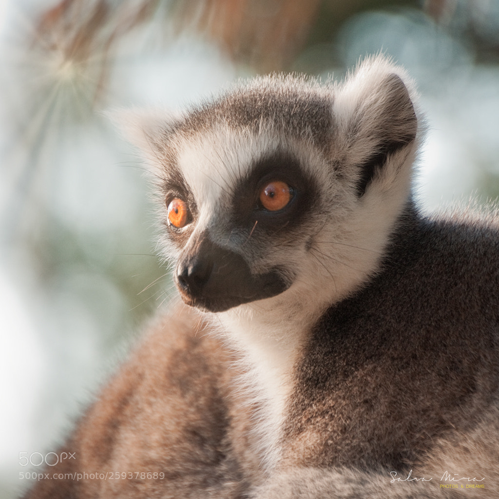 Canon EOS 50D sample photo. Lemur photography