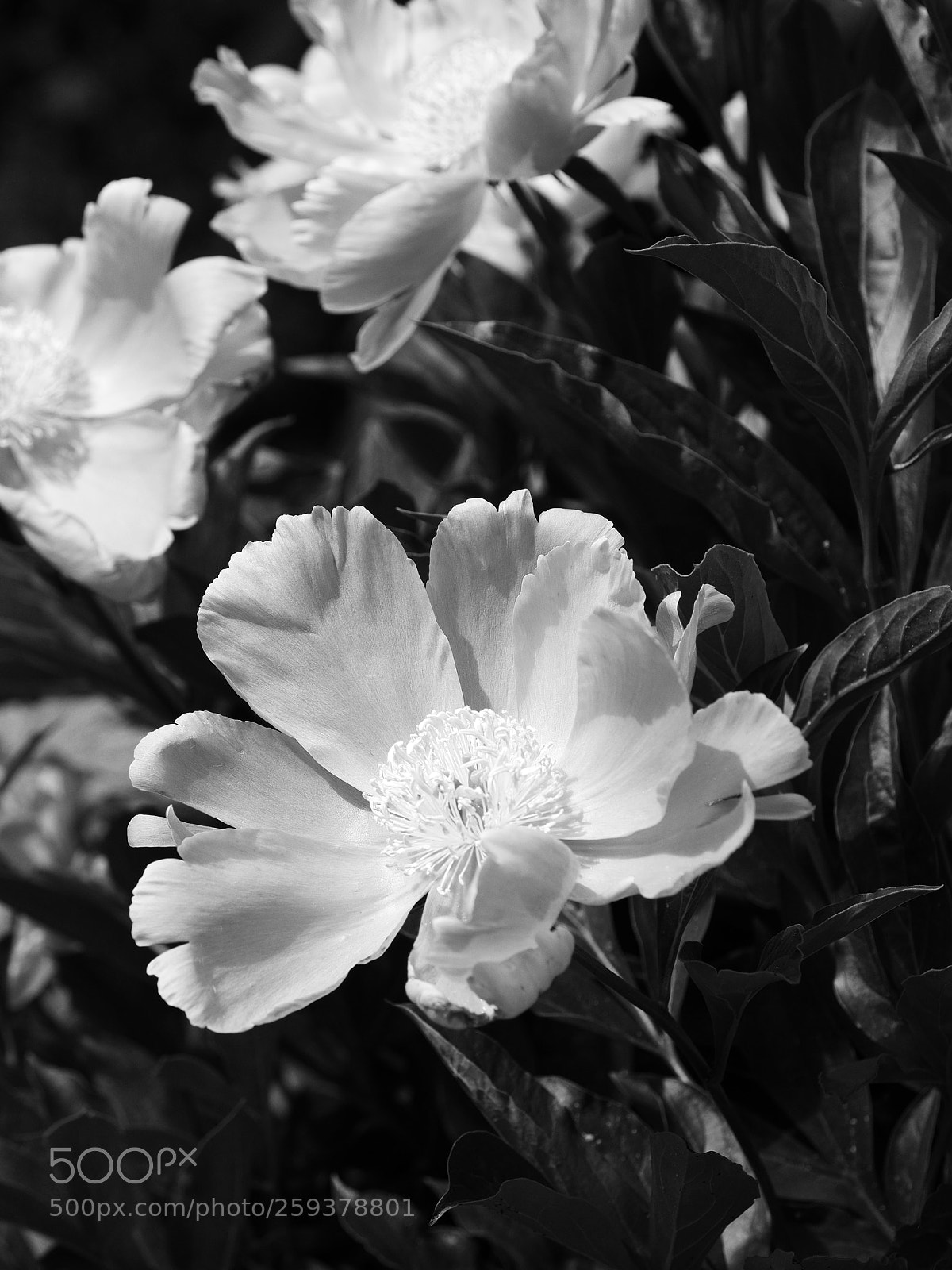 Olympus OM-D E-M10 II sample photo. Blossom photography