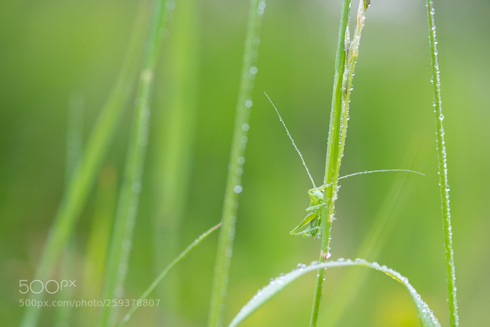 Nikon D800 sample photo. Cache-cache photography