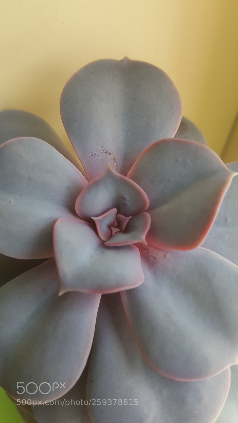 Samsung GALAXY S6 edge sample photo. Untitled photography