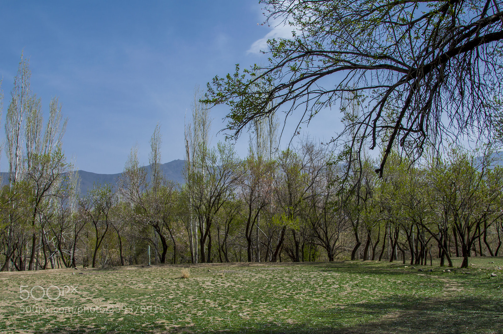 Nikon D3200 sample photo. Tafresh in spring photography
