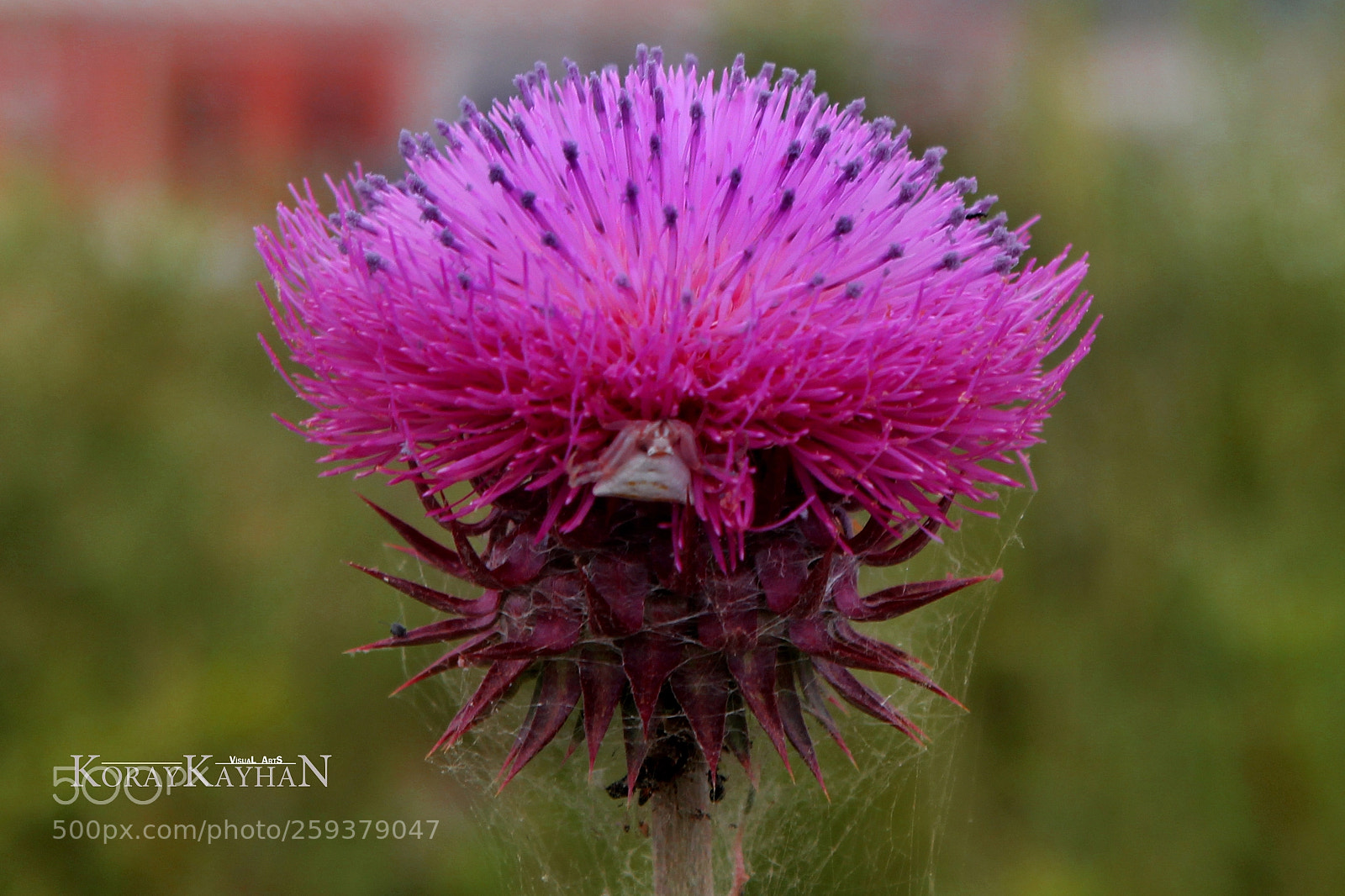 Canon EOS 60D sample photo. Devedikeni (thistle) photography