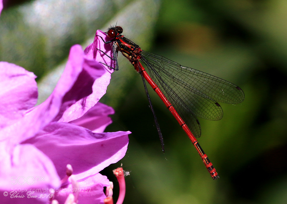 Canon EOS 7D Mark II sample photo. Large red damselfly photography