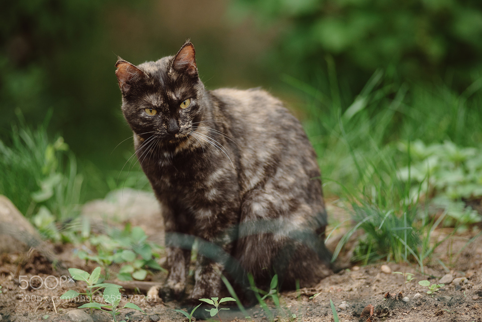 Nikon D750 sample photo. Cat photography