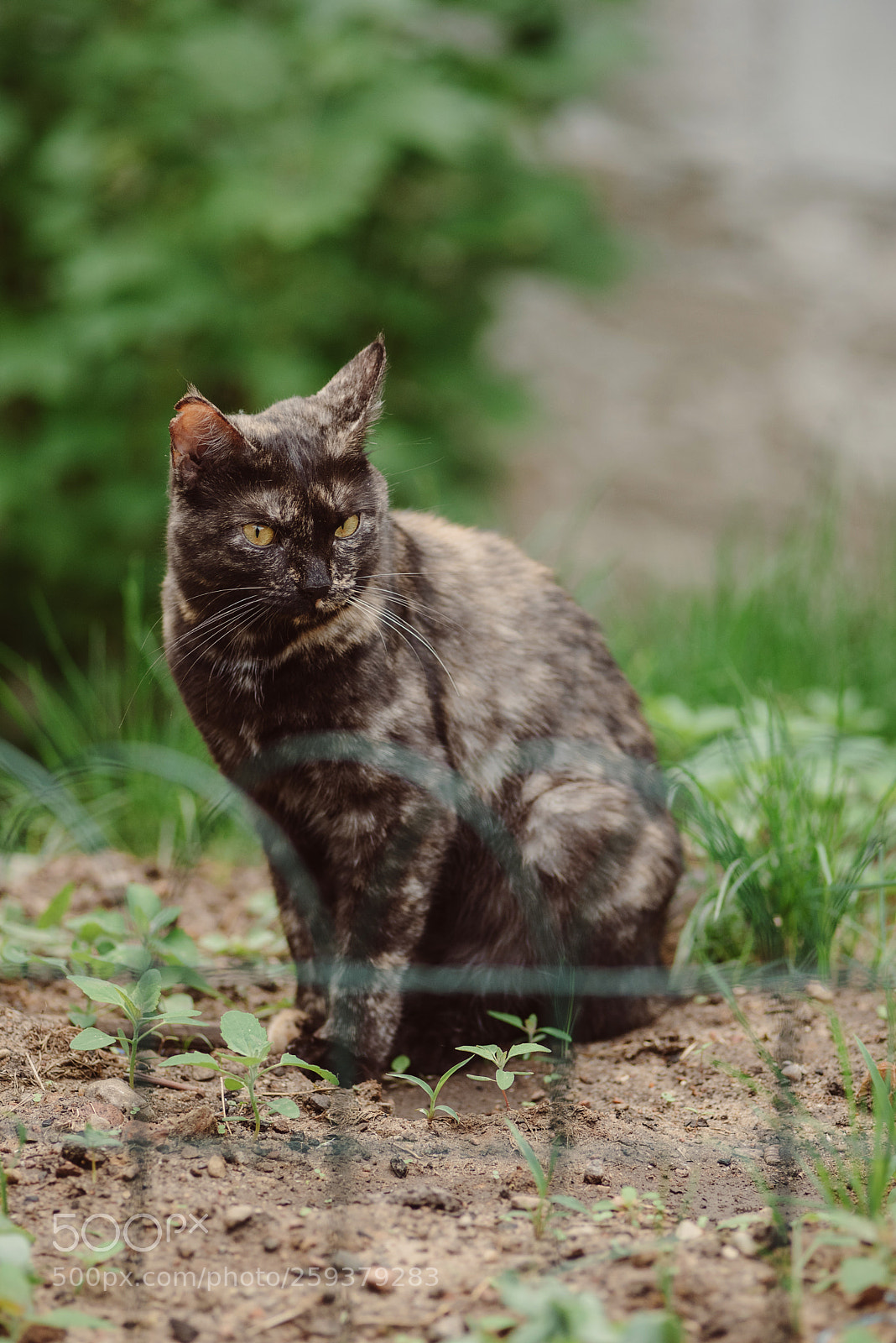 Nikon D750 sample photo. Cat photography