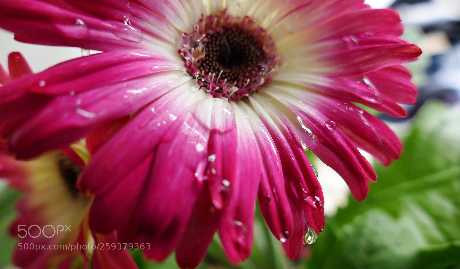 Panasonic Lumix DMC-FZ1000 sample photo. Tears of joy! photography