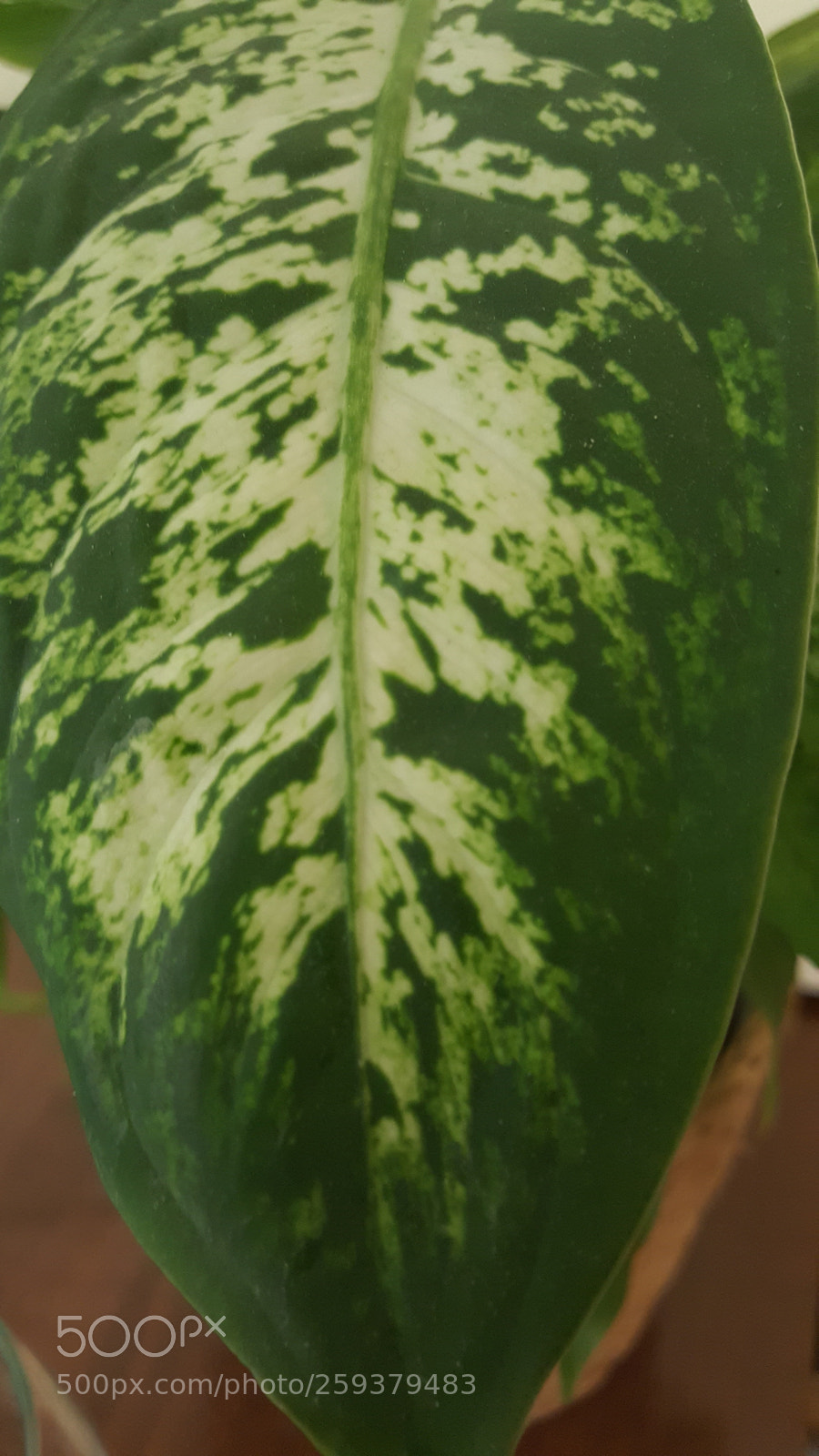 Samsung GALAXY S6 edge sample photo. Untitled photography