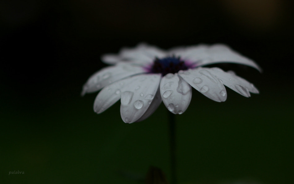 Samsung NX1 sample photo. ... photography