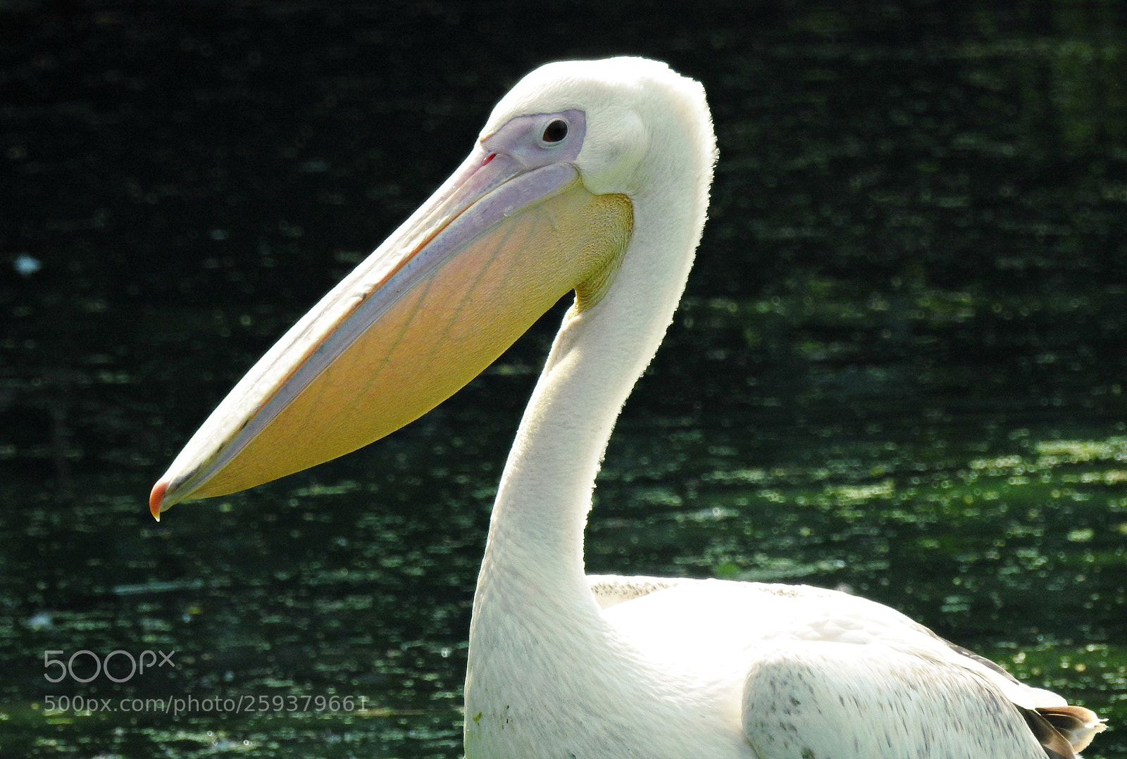 Nikon Coolpix P900 sample photo. The pelican! photography