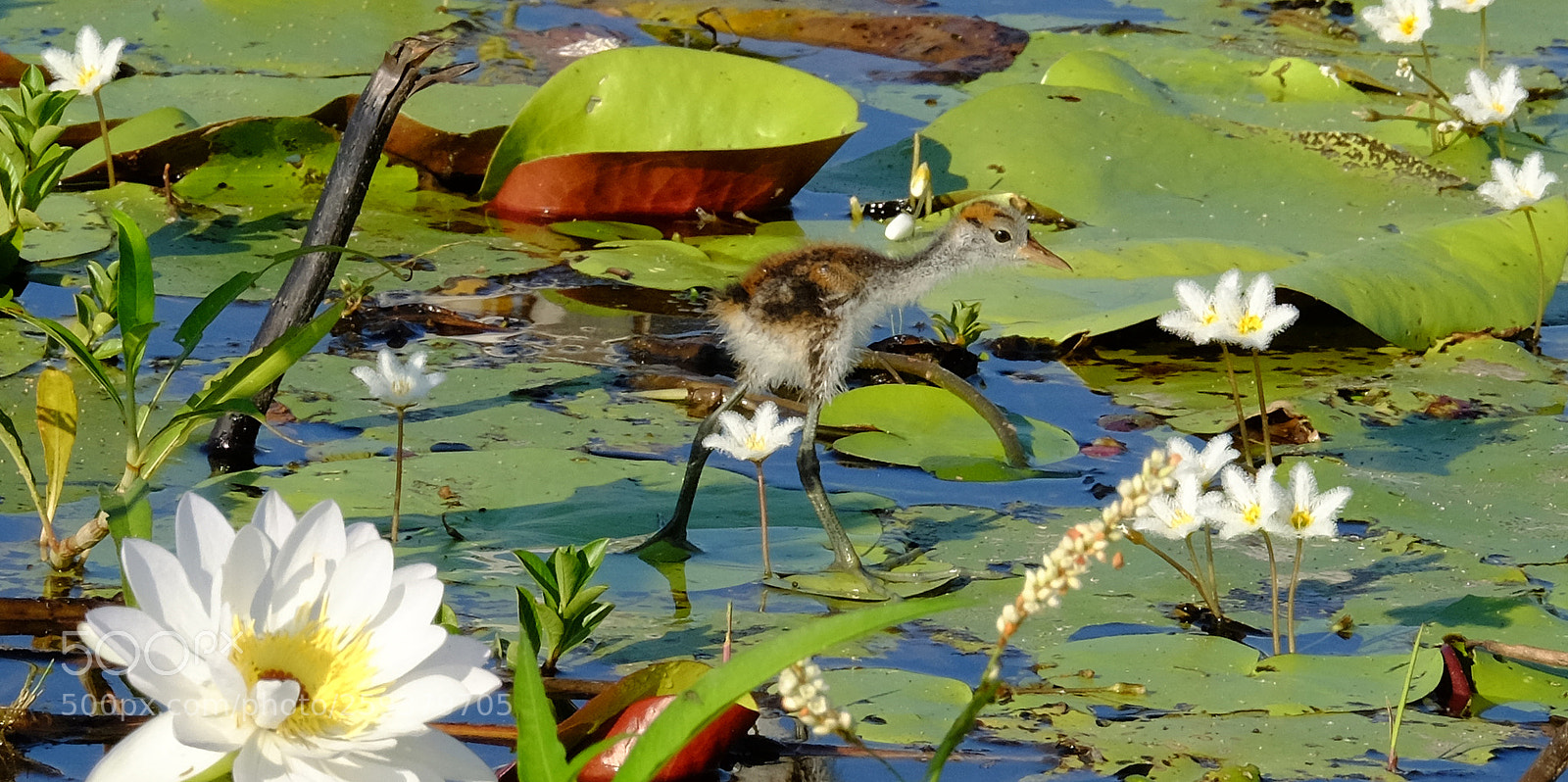 Fujifilm X-T1 sample photo. Jesus bird chick photography