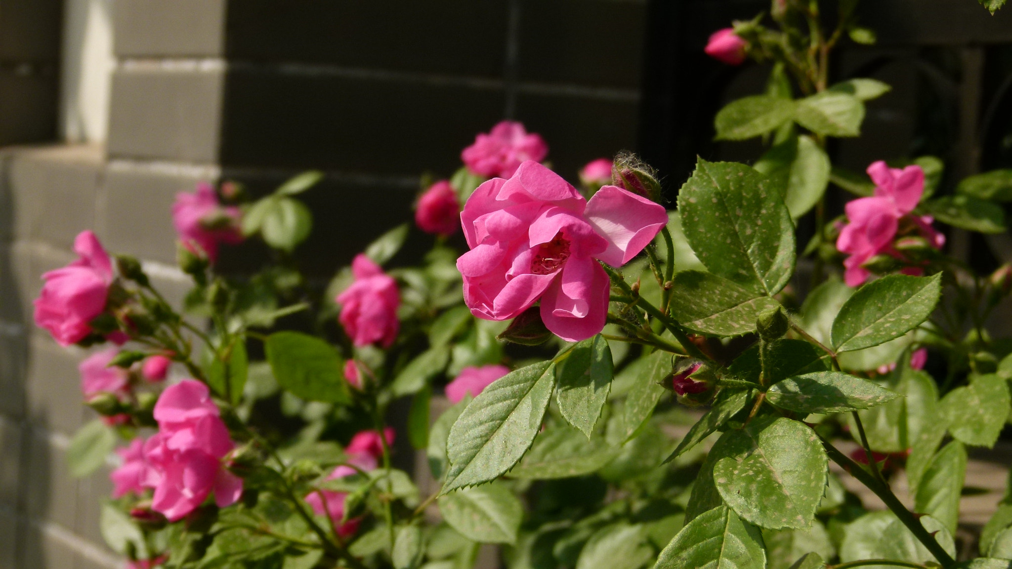 Leica V-Lux 2 sample photo