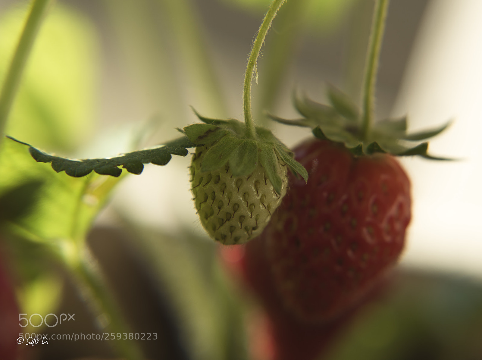 Nikon D750 sample photo. On ne peut pas photography