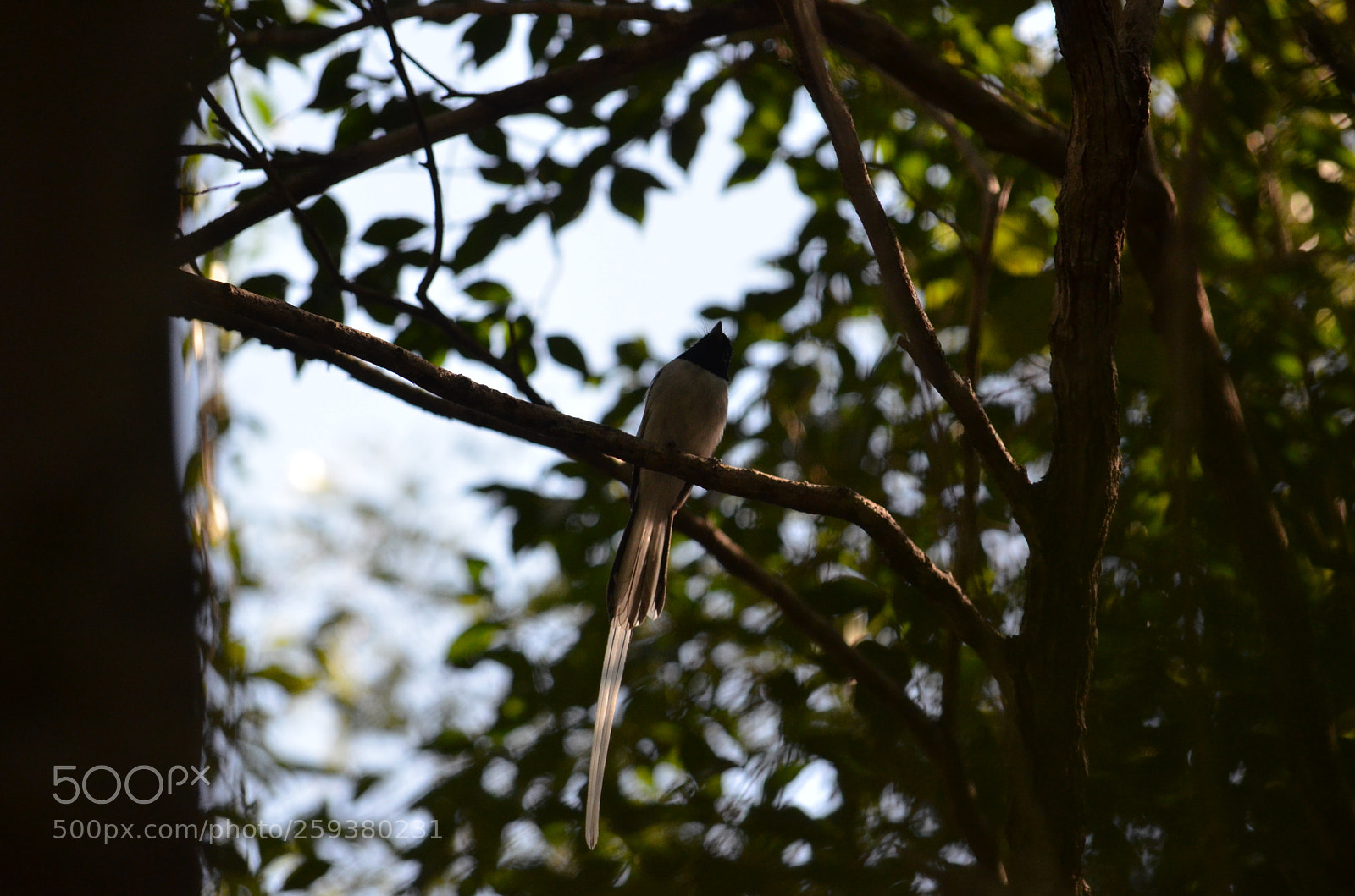 Nikon D7000 sample photo. Fhu photography