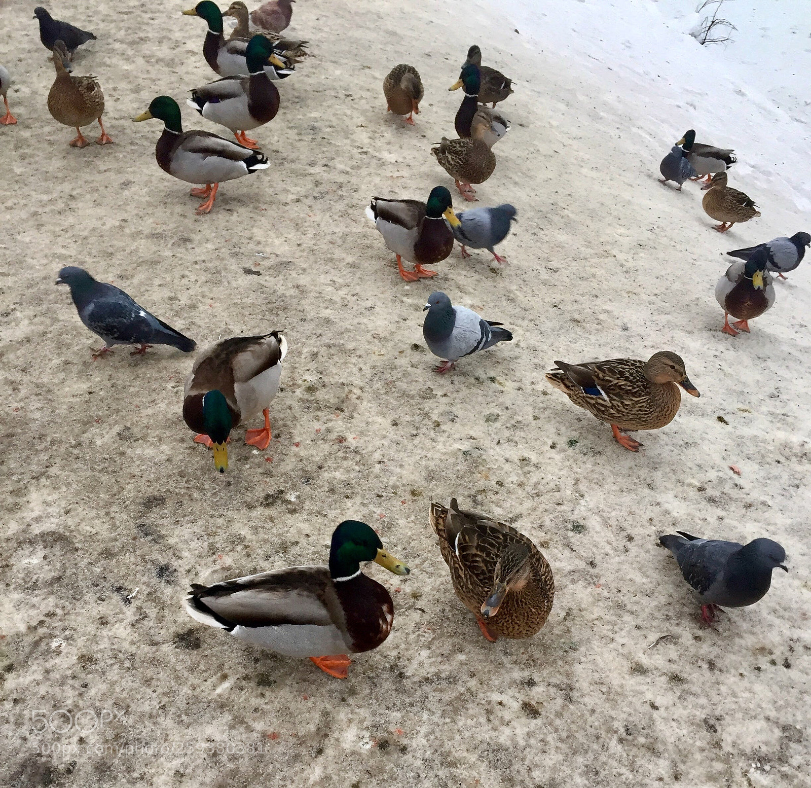 Apple iPhone 6 sample photo. Уточки photography
