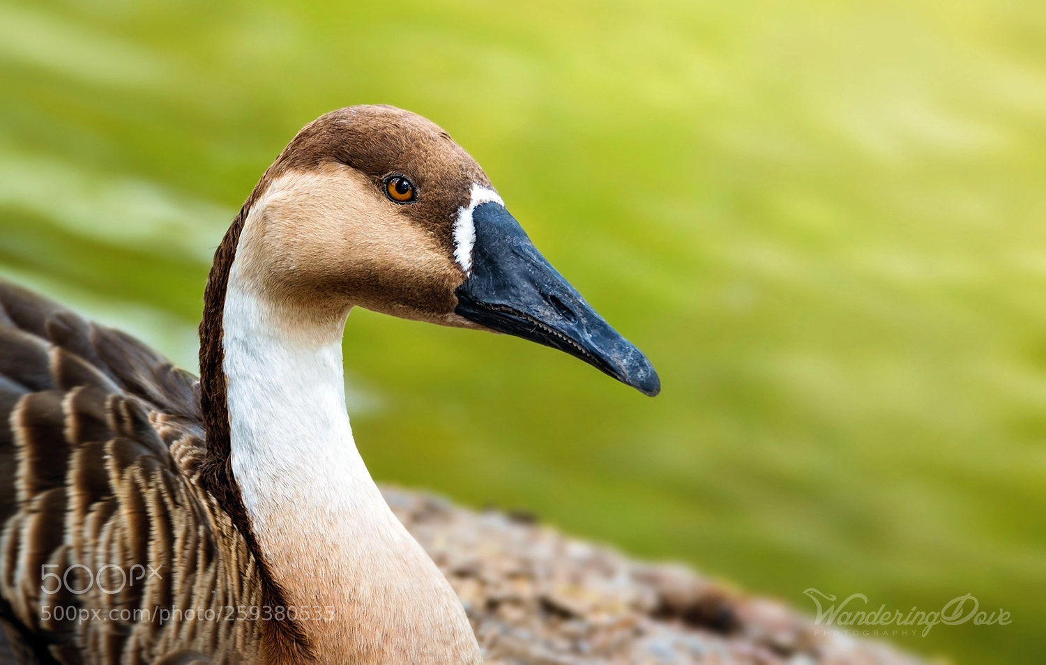 Nikon D3200 sample photo. Resting photography