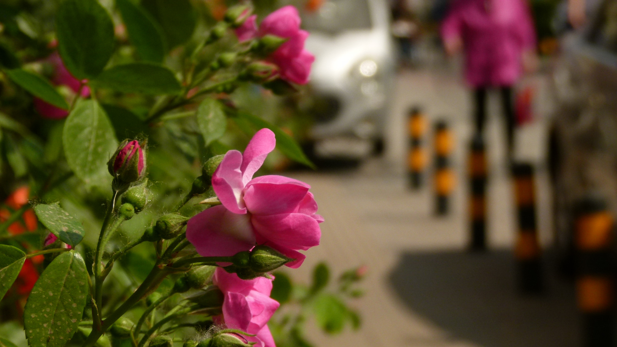 Leica V-Lux 2 sample photo