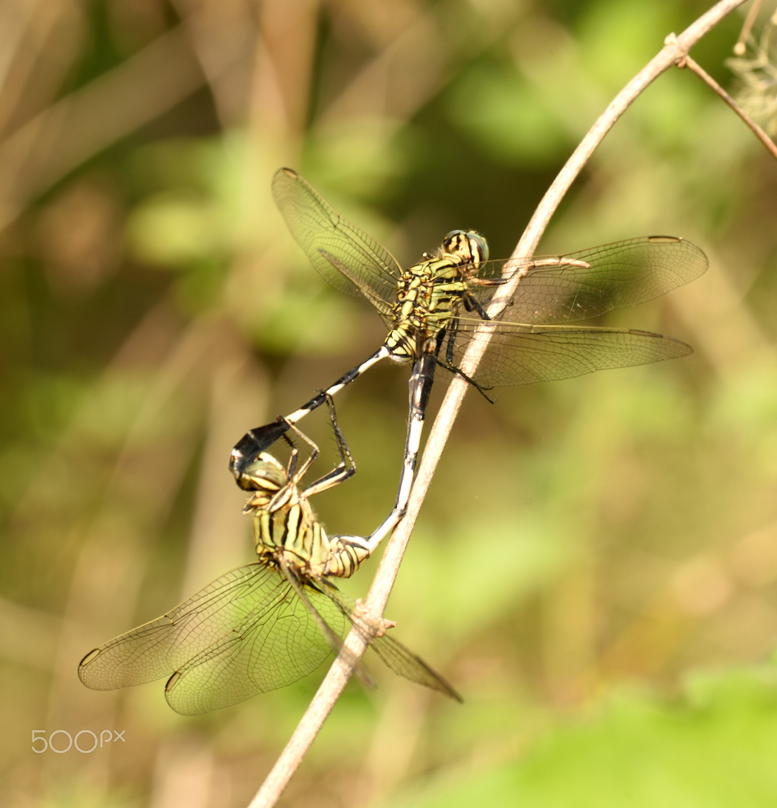 Nikon AF-S Micro-Nikkor 105mm F2.8G IF-ED VR sample photo. Dragonfly photography