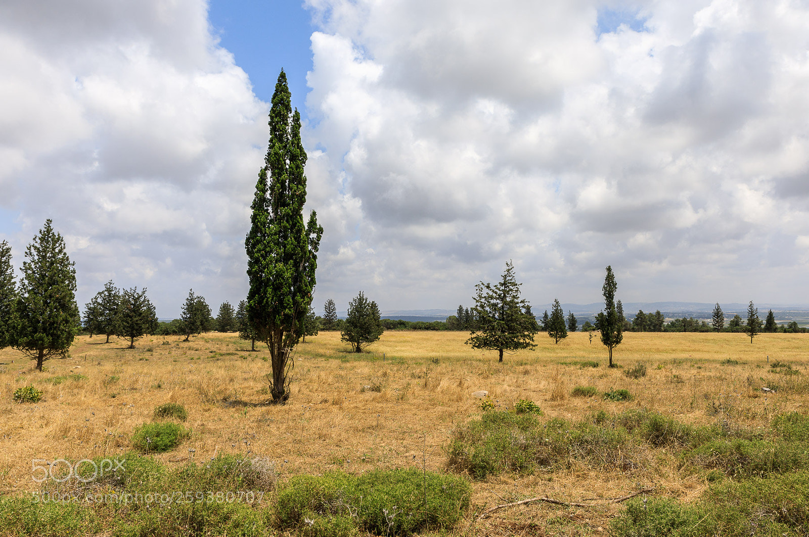 Canon EOS 5D Mark IV sample photo. Interrupted by trees photography