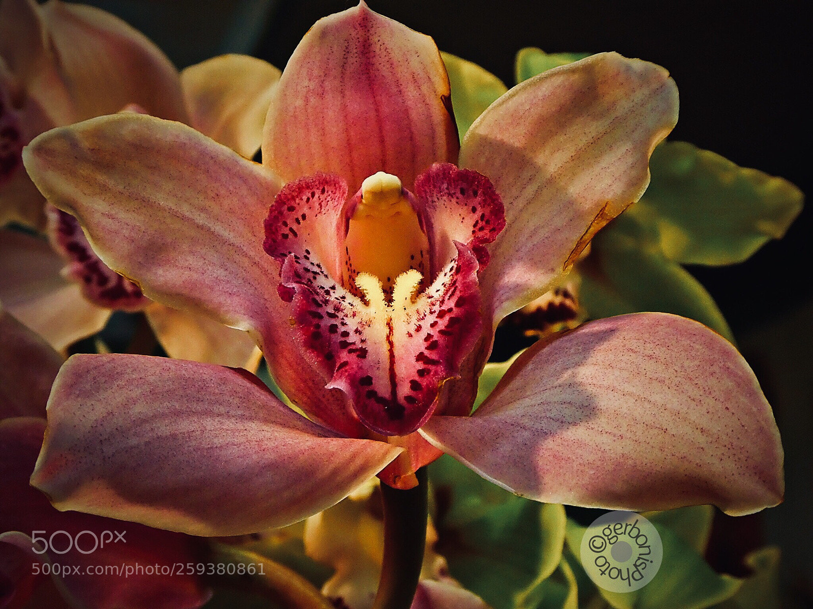 Panasonic Lumix DC-ZS70 (Lumix DC-TZ90) sample photo. A sumptuous orchid photography