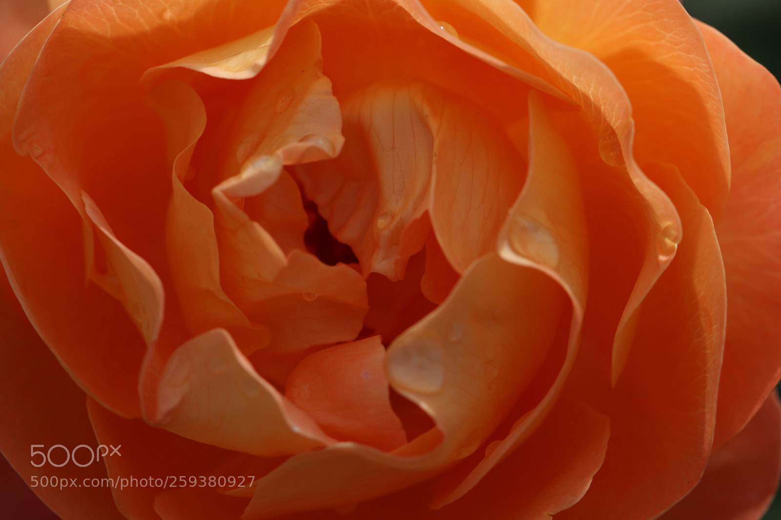 Canon EOS 70D sample photo. Untitled photography