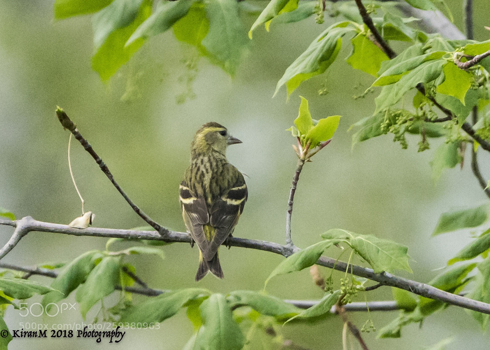 Sony a99 II sample photo. Siskin perched photography