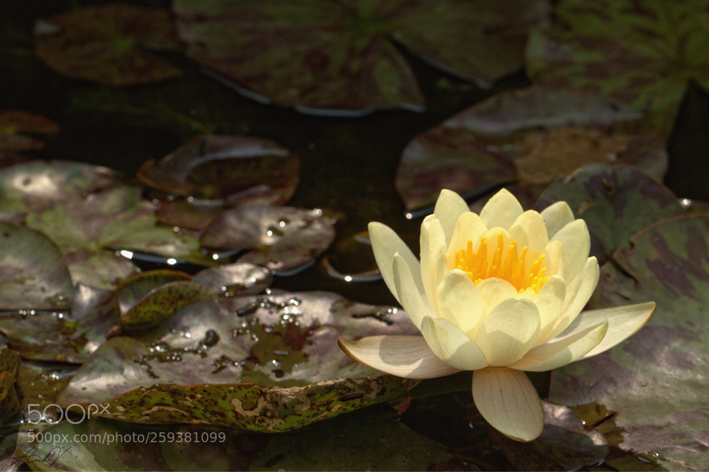 Canon EOS 7D sample photo. Nénuphar photography