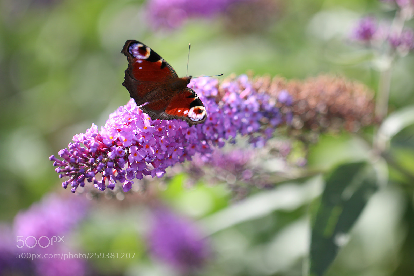 Canon EOS 70D sample photo. Untitled photography