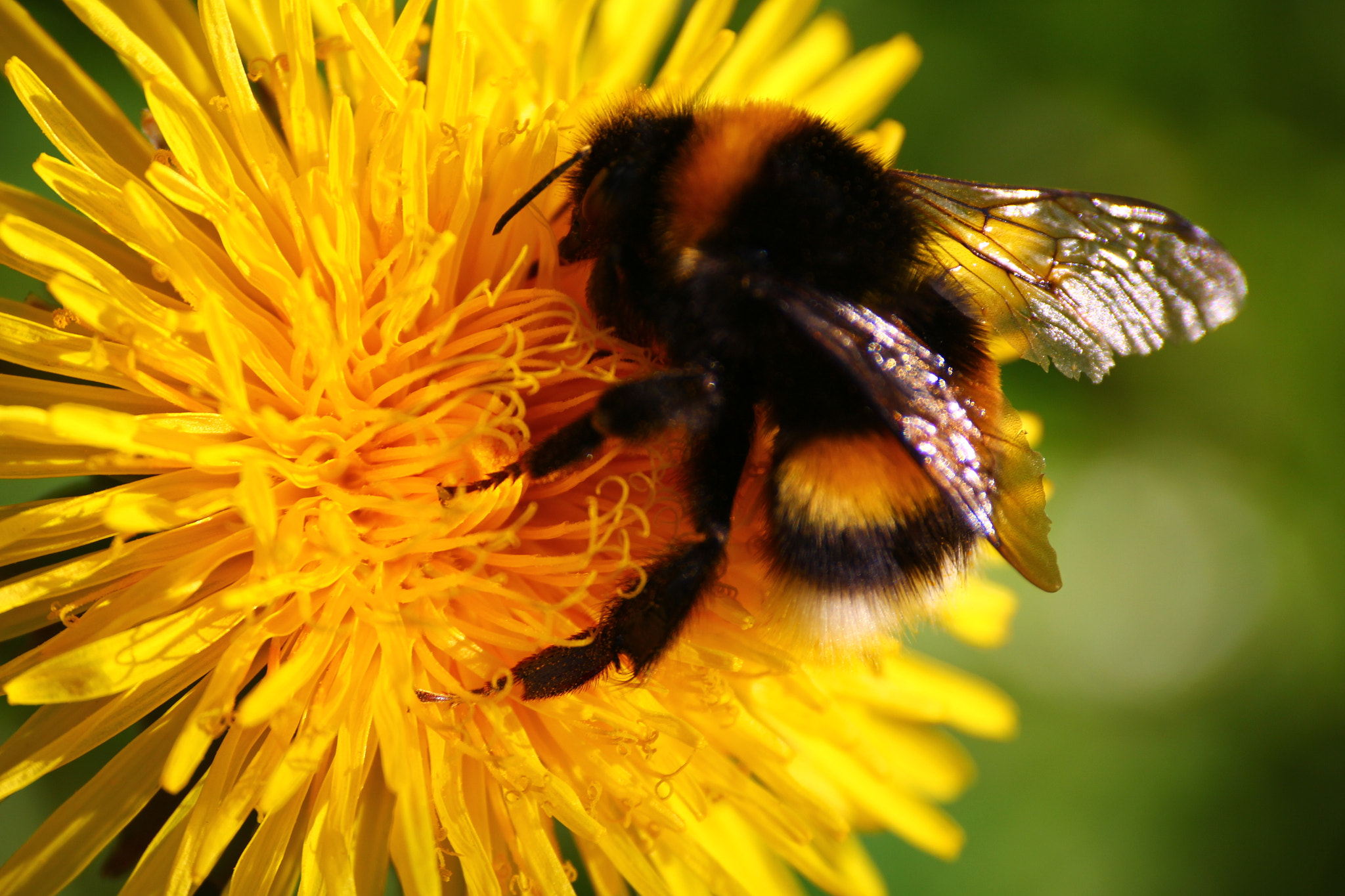 Canon EOS 60D sample photo. Honey factory photography