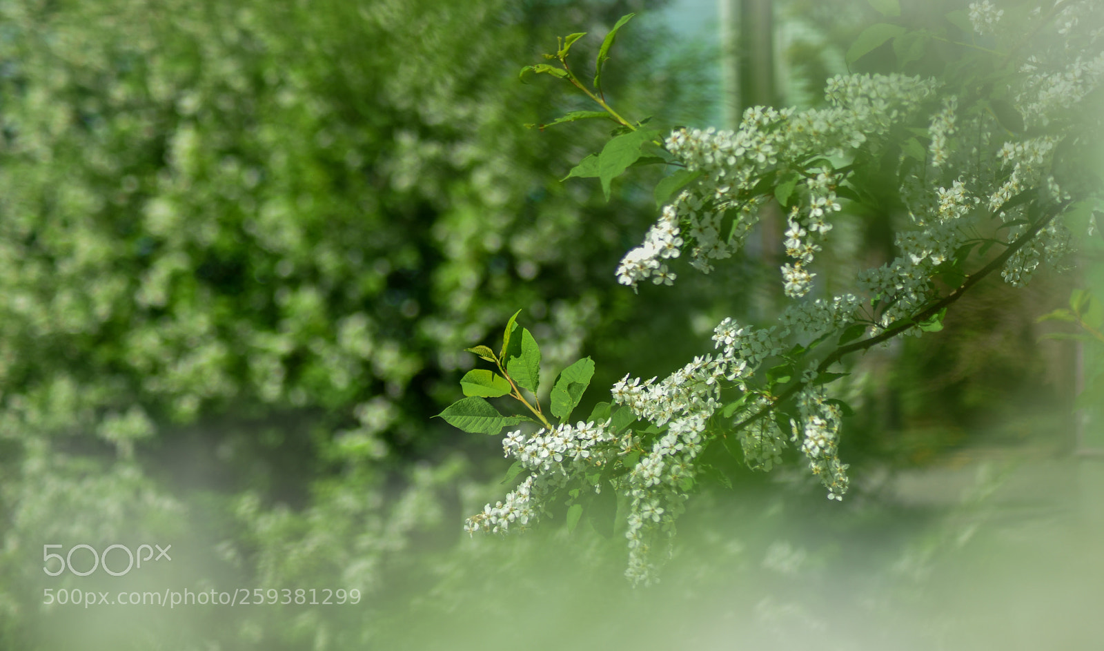 Nikon D5500 sample photo. Bloom photography