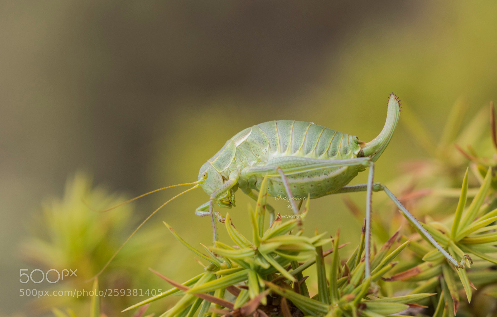 Canon EOS 7D Mark II sample photo. Isophya major photography