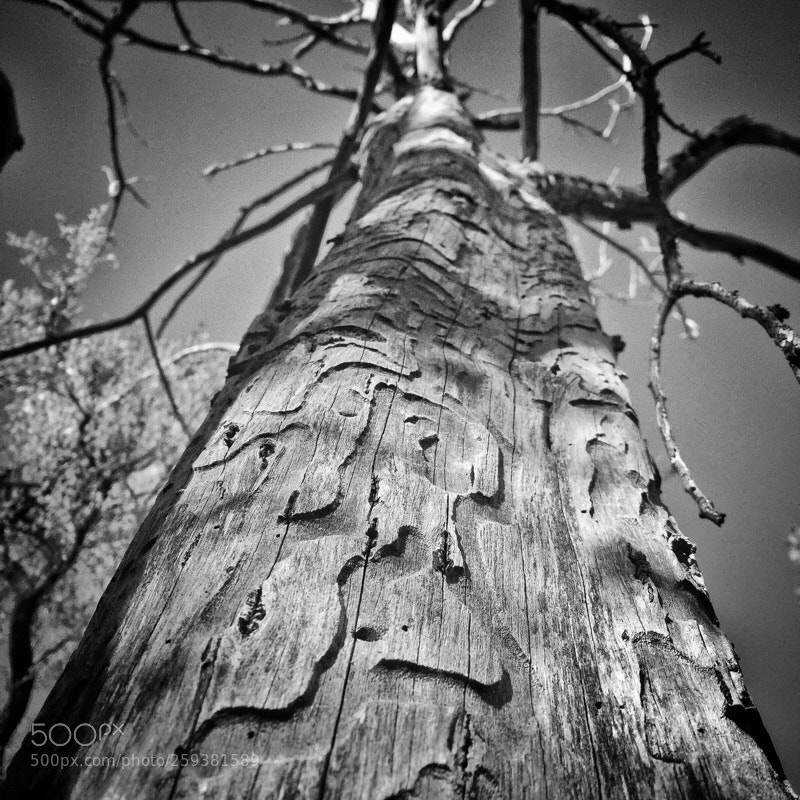 Apple iPhone 6 sample photo. My favourite tree photography