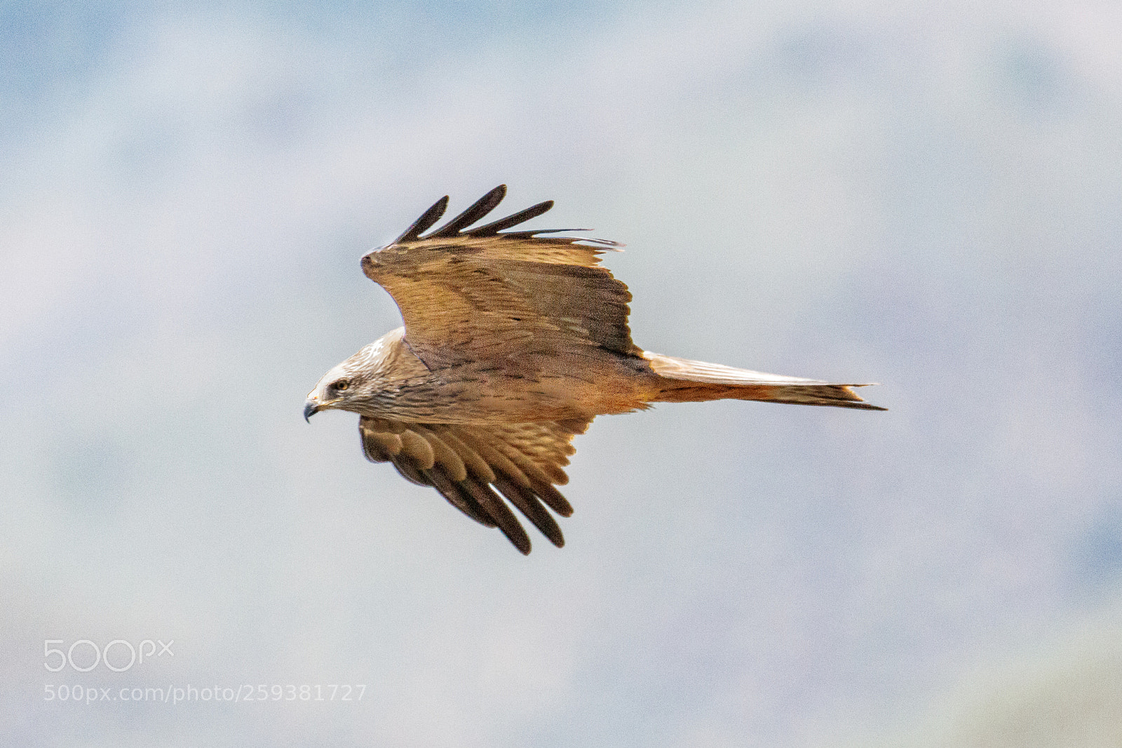 Canon EOS 80D sample photo. Black kite photography