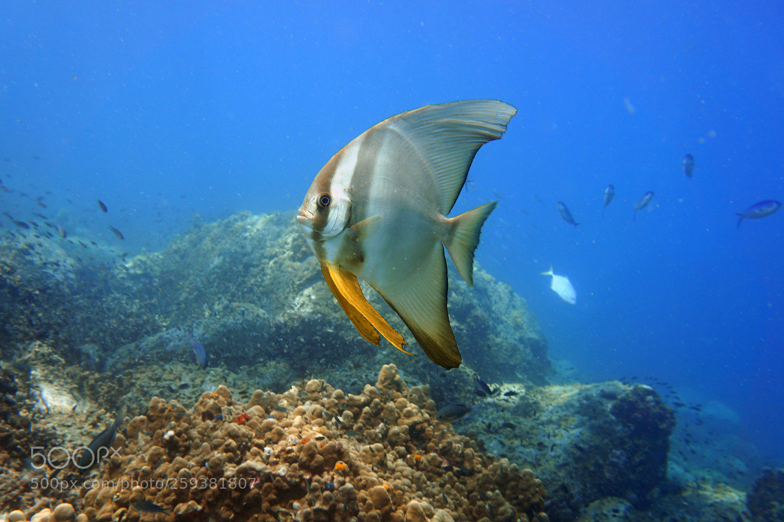 Sony a6000 sample photo. Bat fish photography