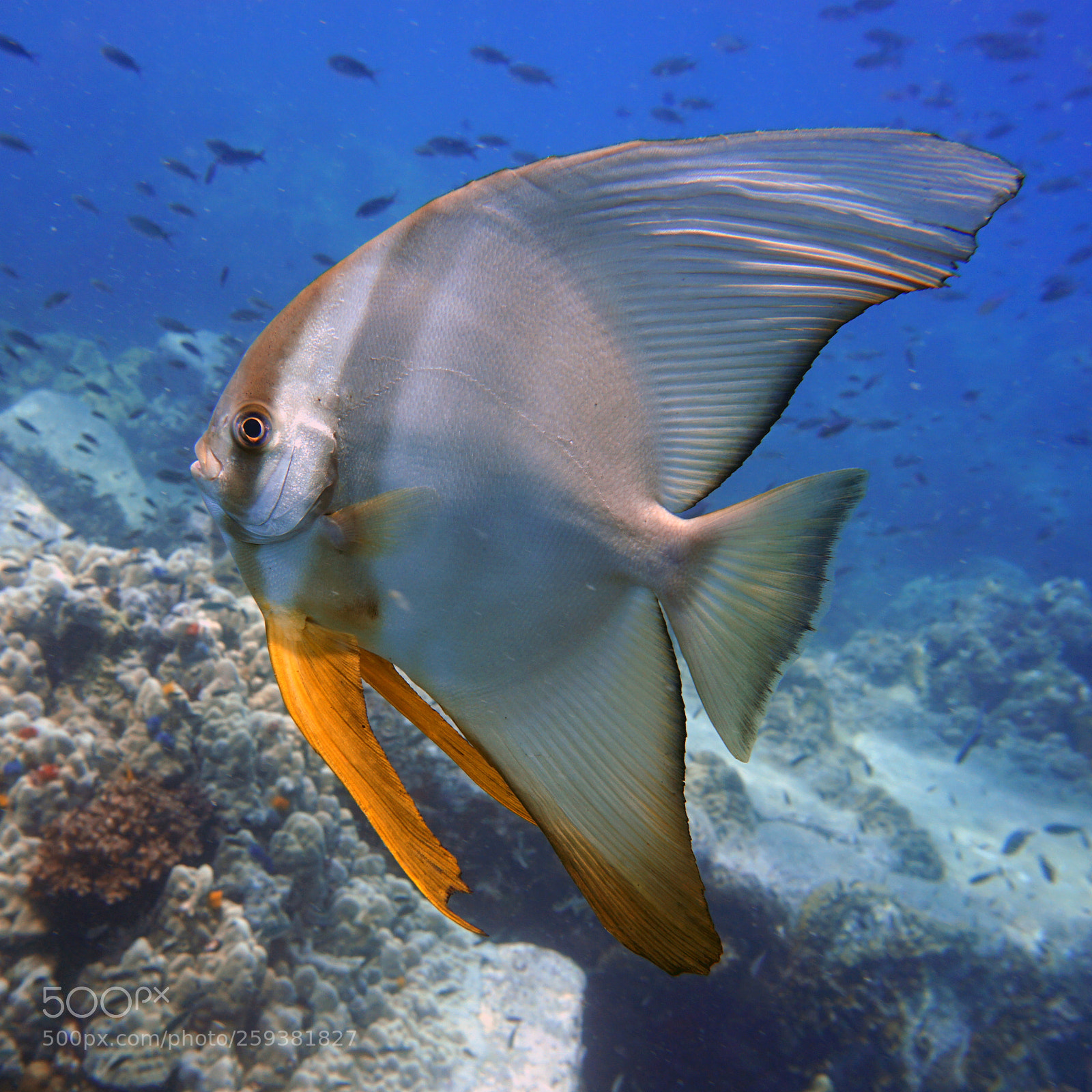 Sony a6000 sample photo. Bat fish photography