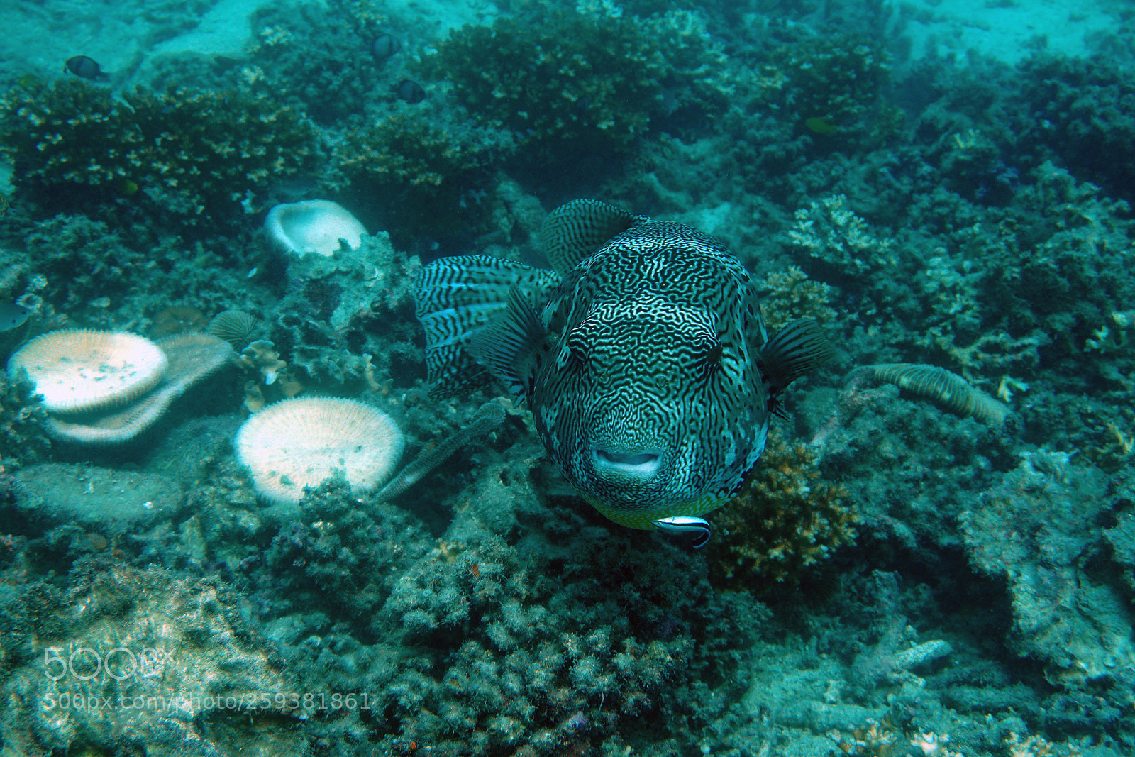 Sony a6000 sample photo. Puffer fish photography