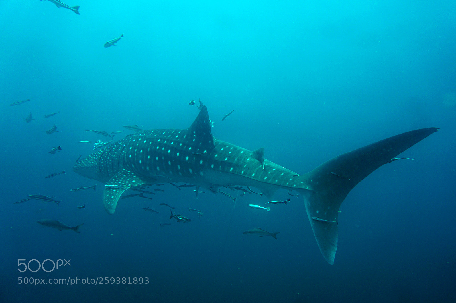 Sony a6000 sample photo. Whale shark photography