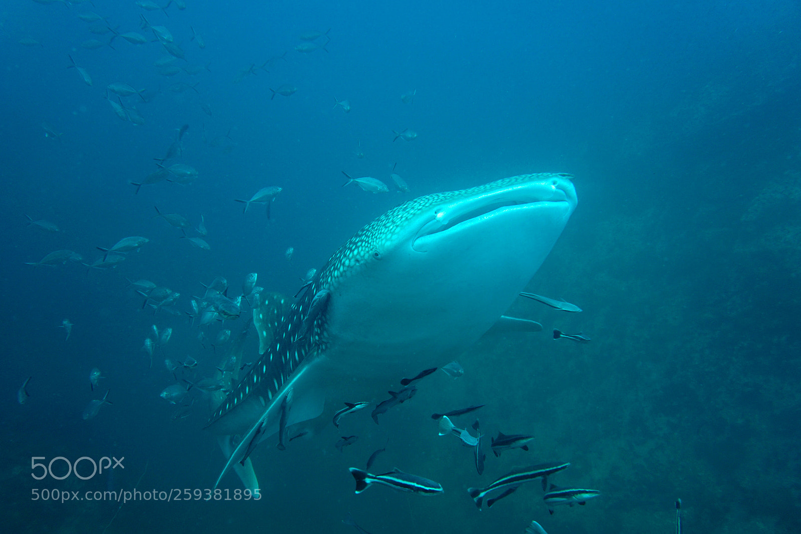 Sony a6000 sample photo. Whale shark photography