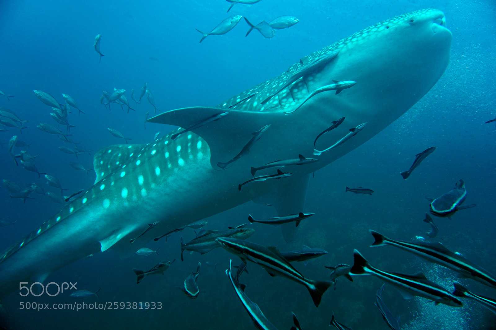 Sony a6000 sample photo. Whale shark photography