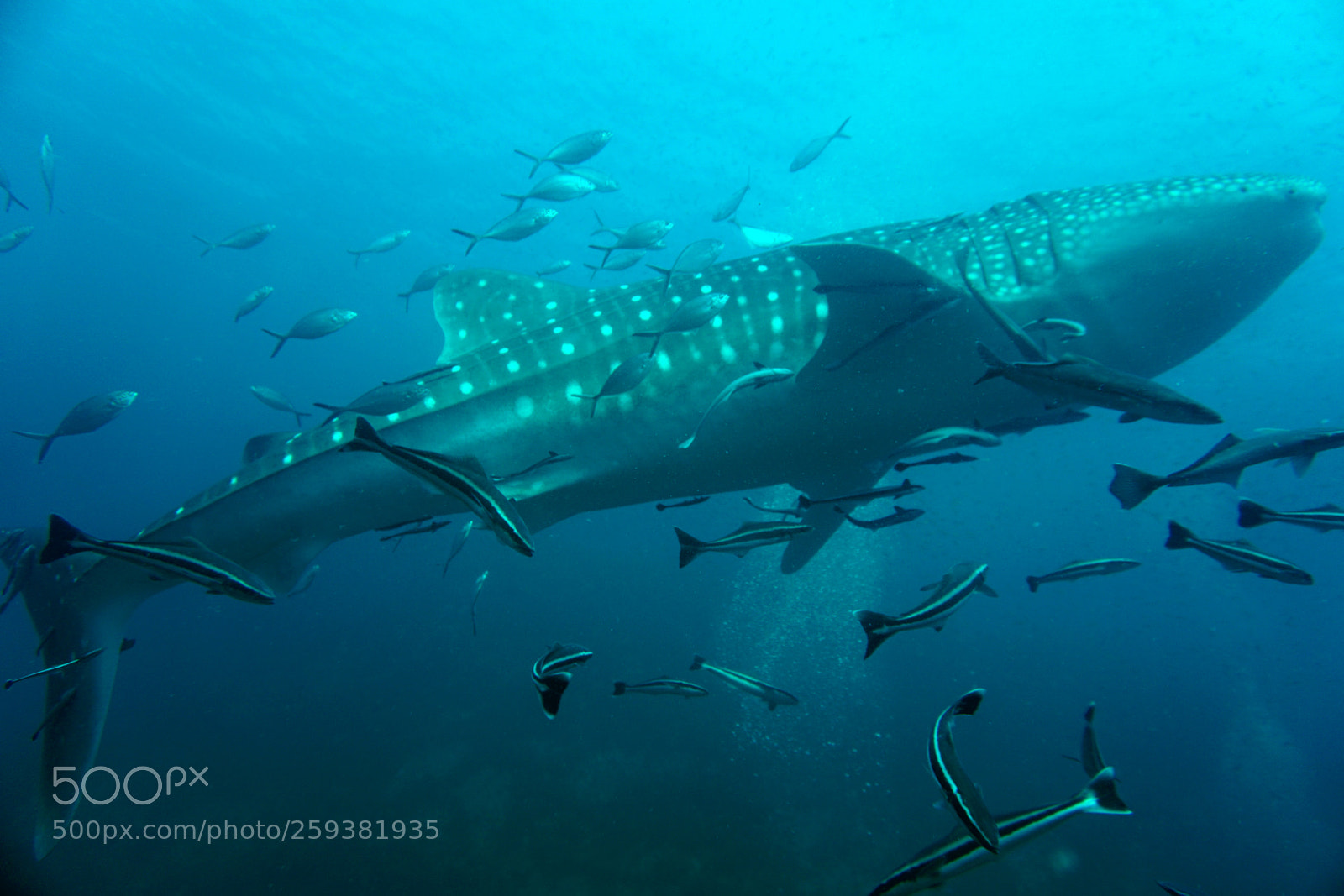 Sony a6000 sample photo. Whale shark photography