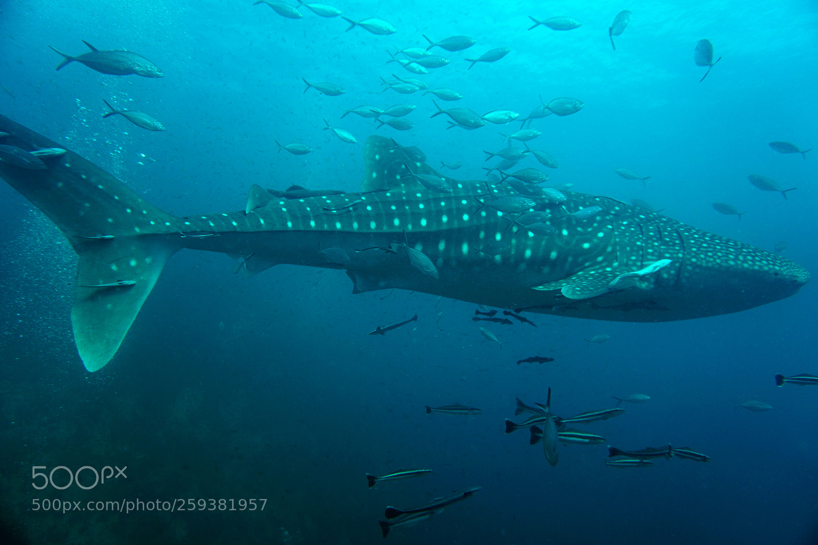 Sony a6000 sample photo. Whale shark photography