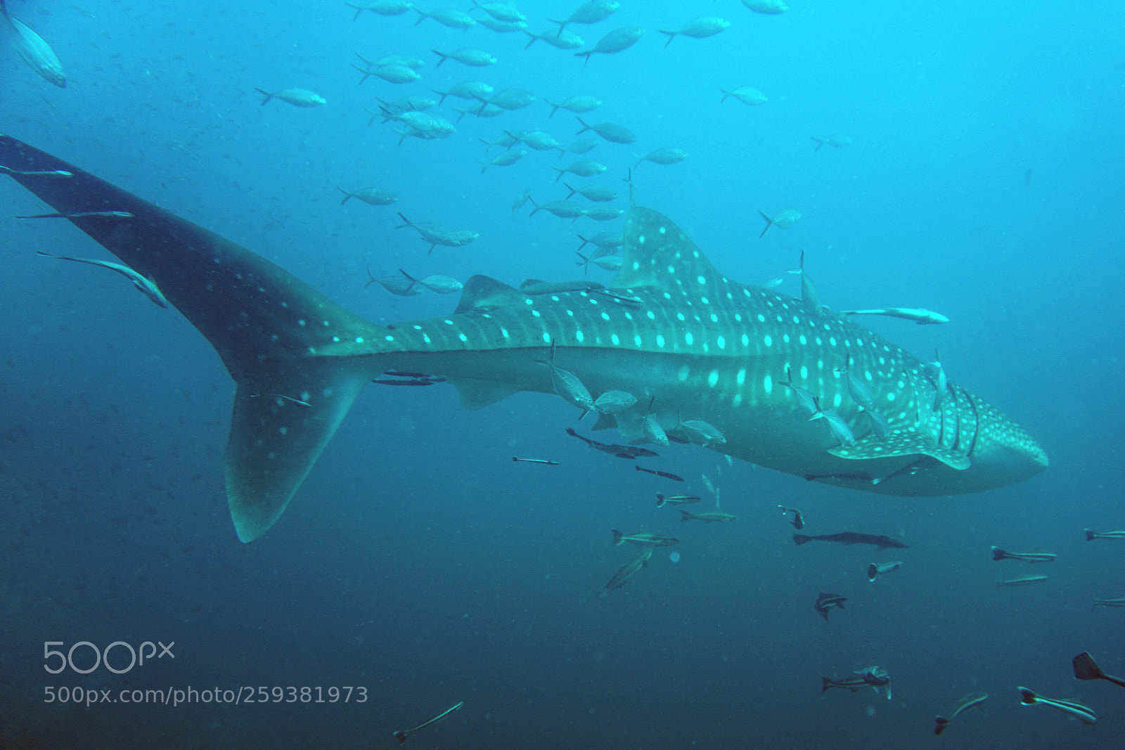 Sony a6000 sample photo. Whale shark photography