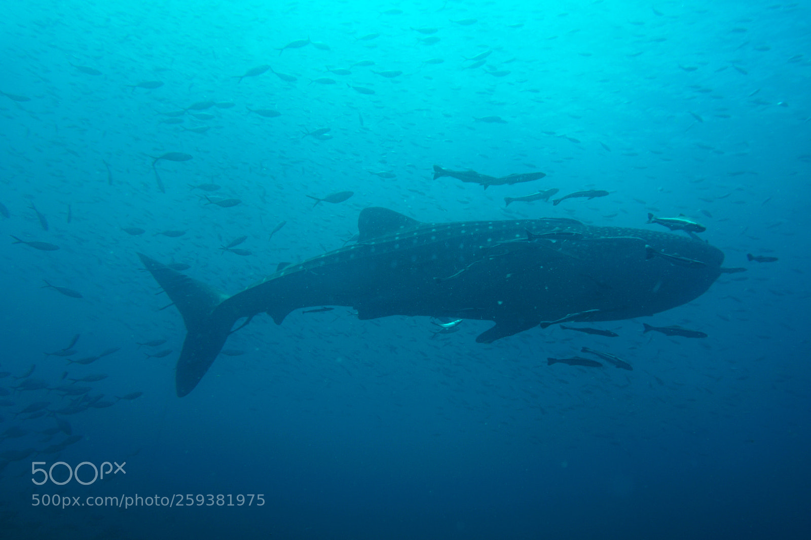 Sony a6000 sample photo. Whale shark photography