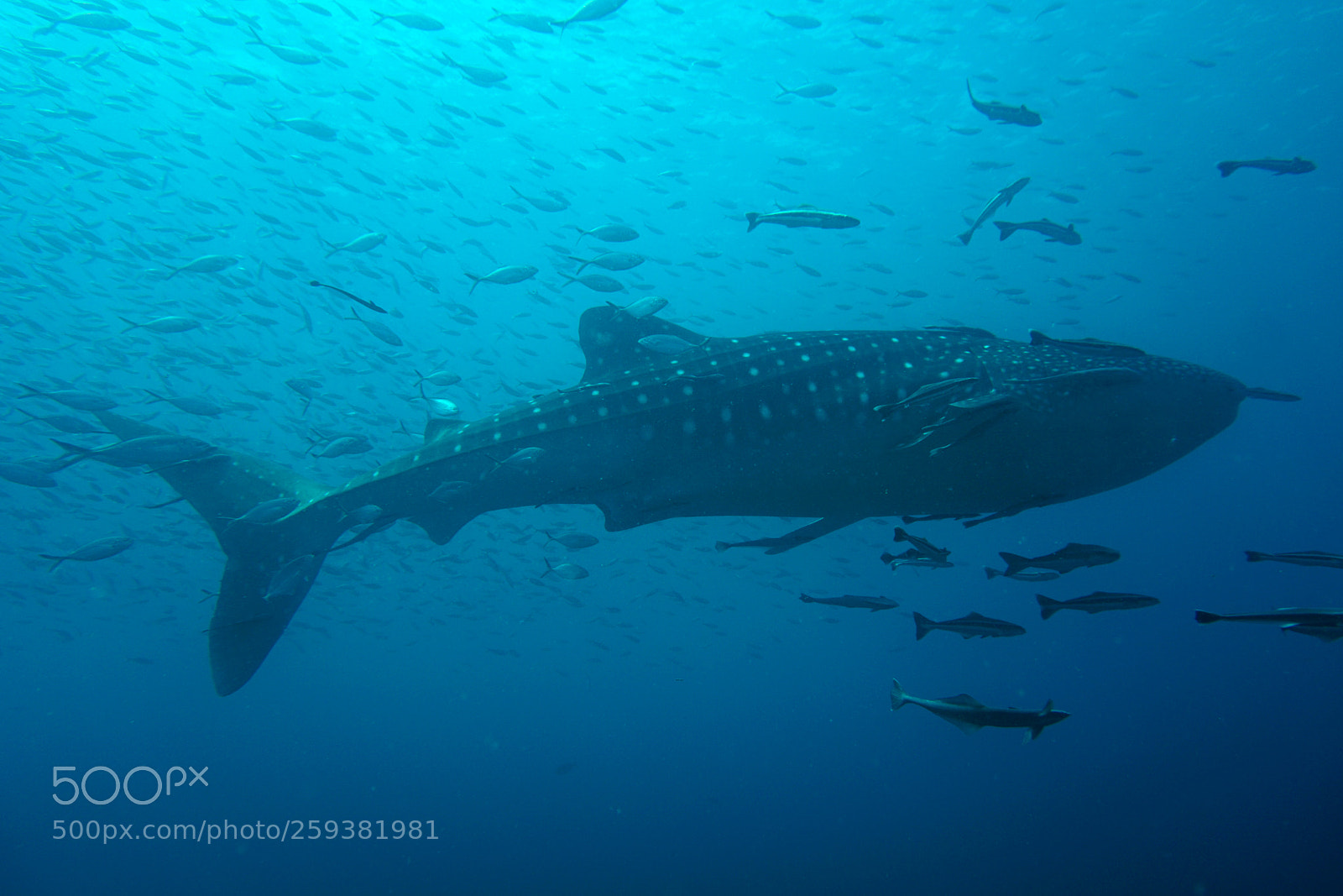 Sony a6000 sample photo. Whale shark photography