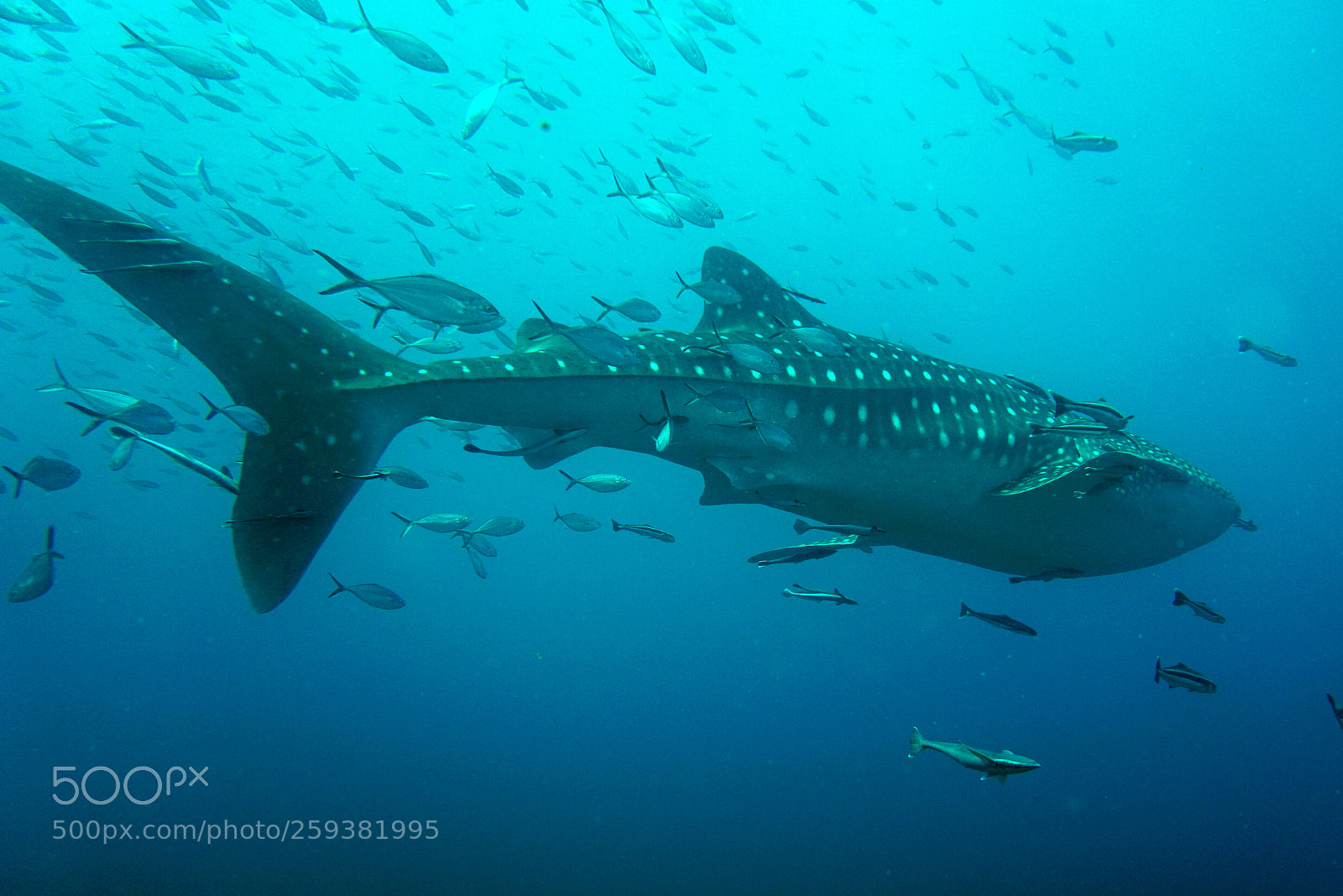 Sony a6000 sample photo. Whale shark photography