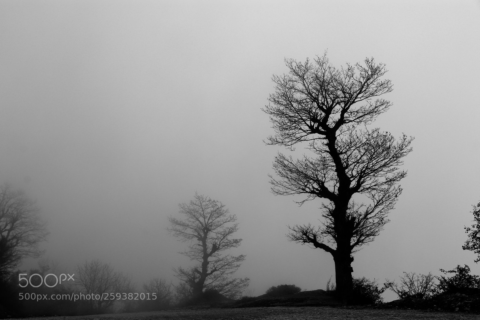 Canon EOS 80D sample photo. Bare trees photography