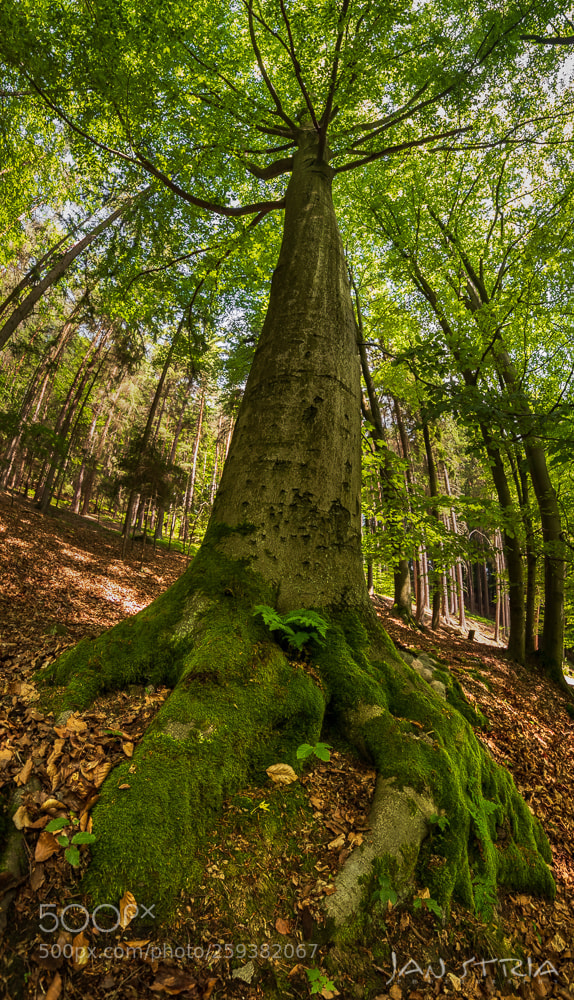 Canon EOS 80D sample photo. Forest claw photography