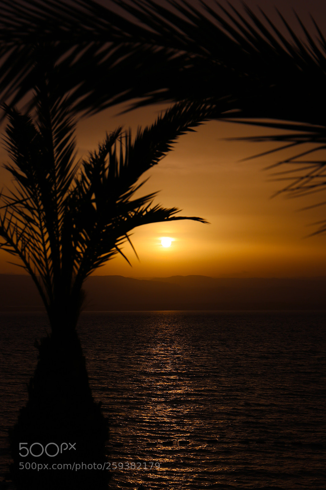 Canon EOS 6D sample photo. The palm frame photography